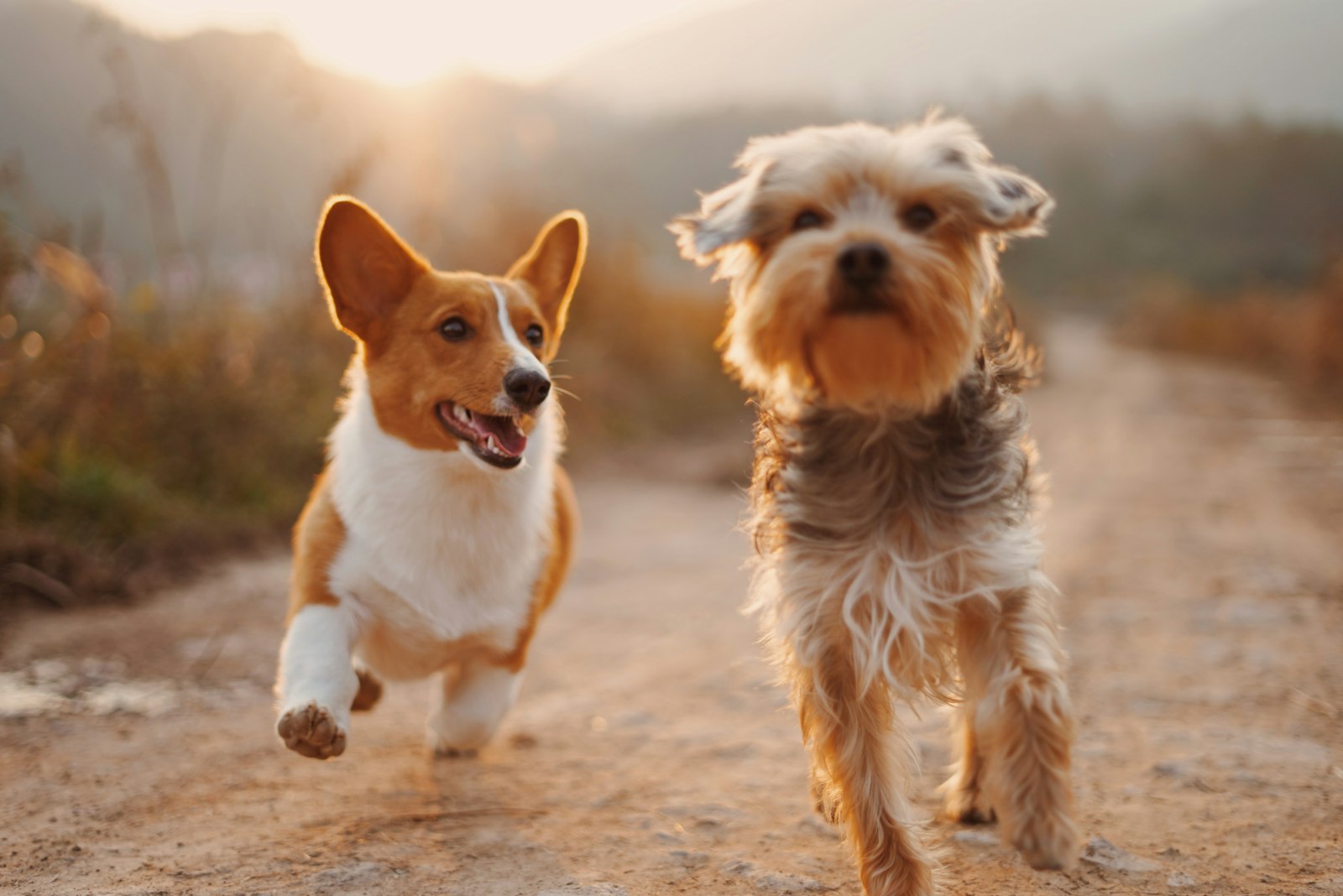Two dogs running outdoors