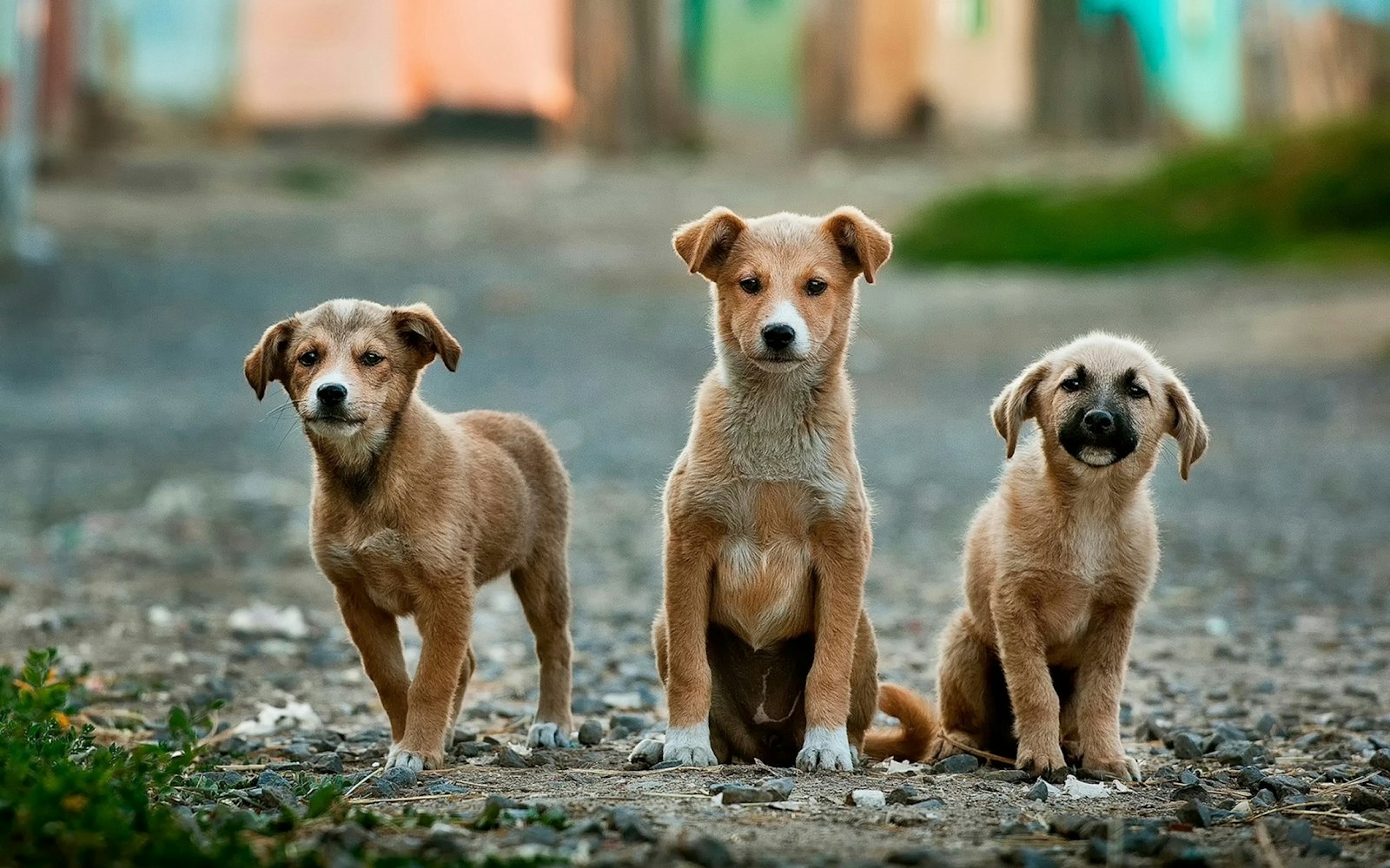 A group of dogs
